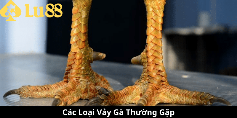 Các Loại Vảy Gà - Đặc Điểm, Ý Nghĩa Và Cách Nhận Biết 3 các loại vảy gà