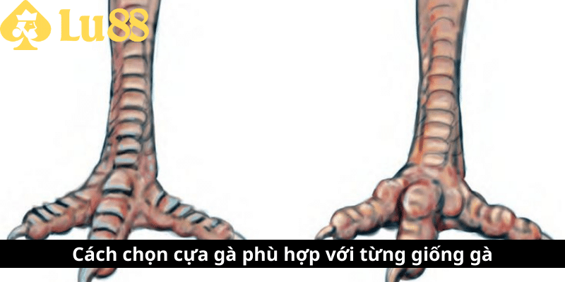 Cách lên cựa gà - Bí quyết nâng cao chiến thắng khi ra đòn 2 cách len cựa gà