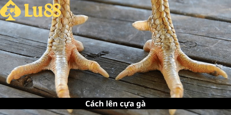 Cách lên cựa gà - Bí quyết nâng cao chiến thắng khi ra đòn 1 cách len cựa gà
