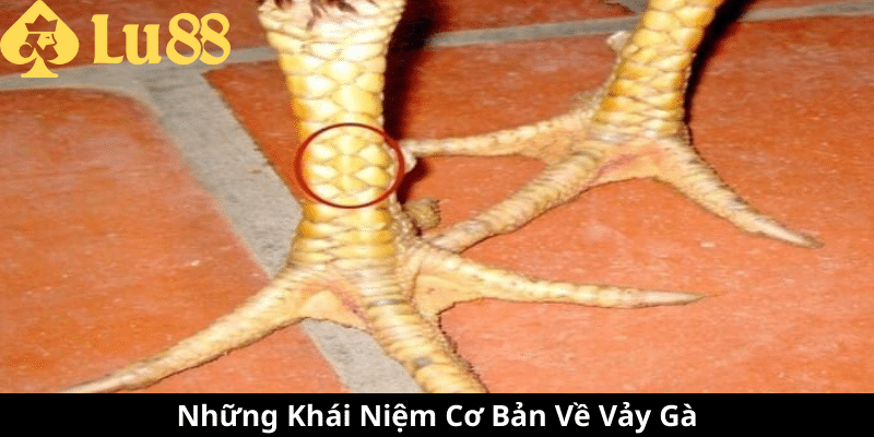 Các Loại Vảy Gà - Đặc Điểm, Ý Nghĩa Và Cách Nhận Biết 2 các loại vảy gà