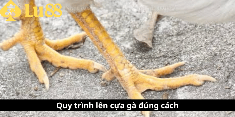Cách lên cựa gà - Bí quyết nâng cao chiến thắng khi ra đòn 3 cách len cựa gà
